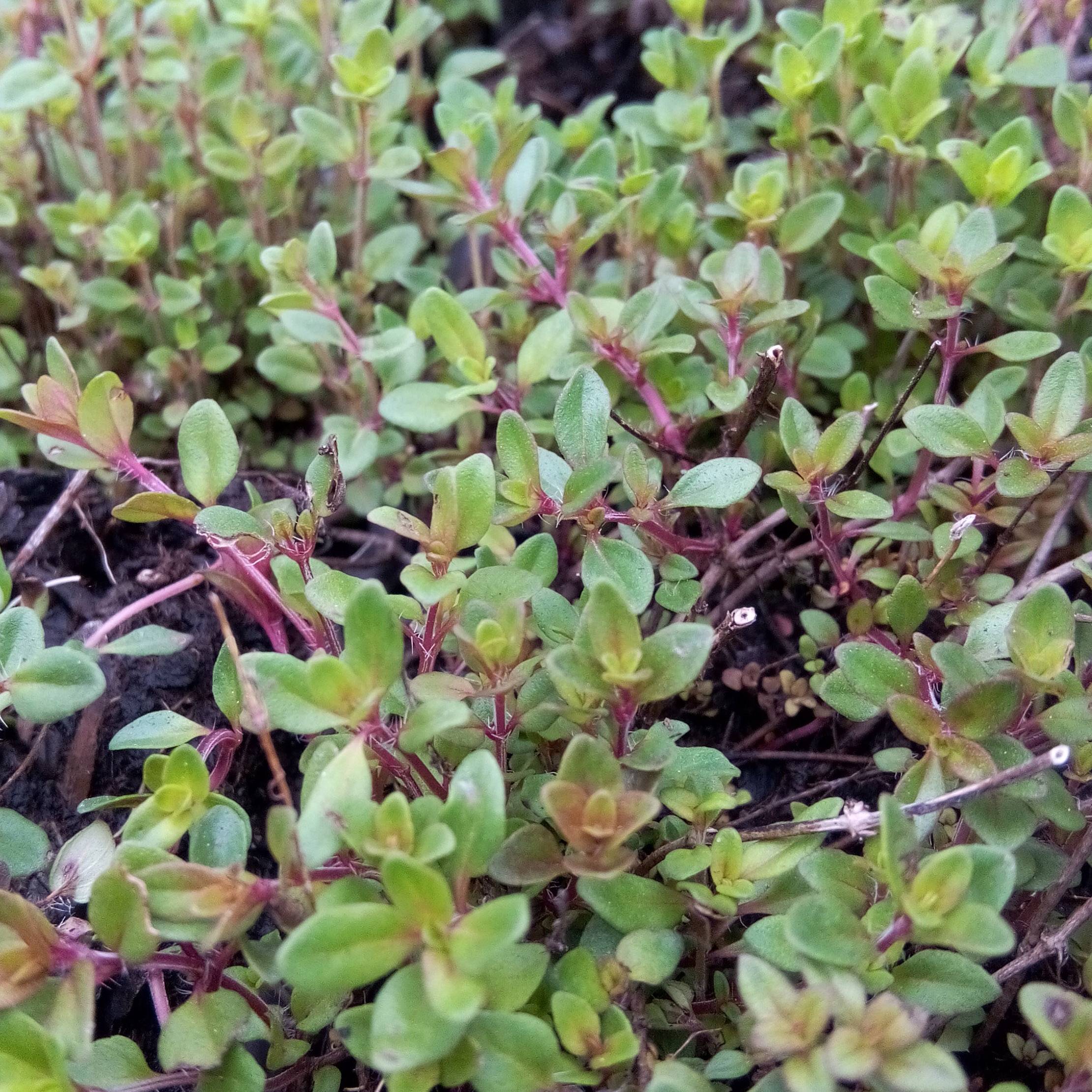 Promesse de Fleurs - Thym serpolet - Thymus serpyllum Godet de 7/8 cm