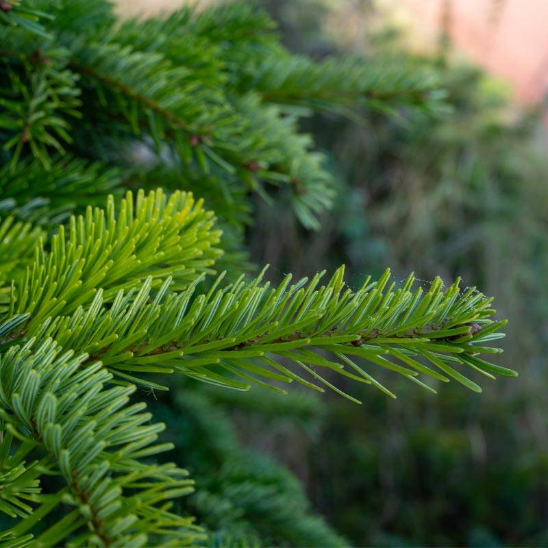 Sapin de Noël Nordmann naturel  110-130 cm pied percé - Image 4