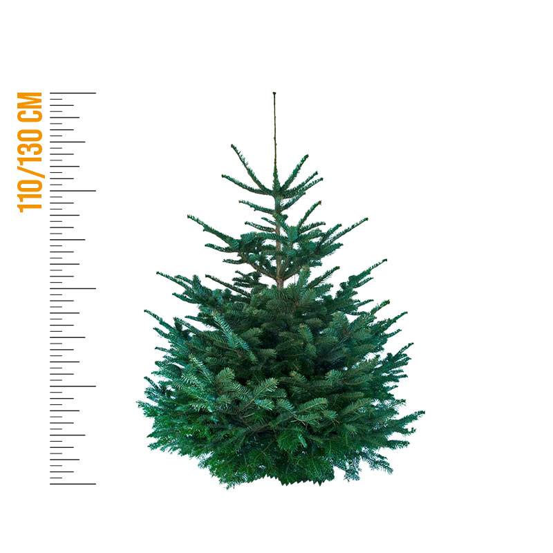 Sapin de Noël Nordmann naturel  110-130 cm pied percé - Image 5