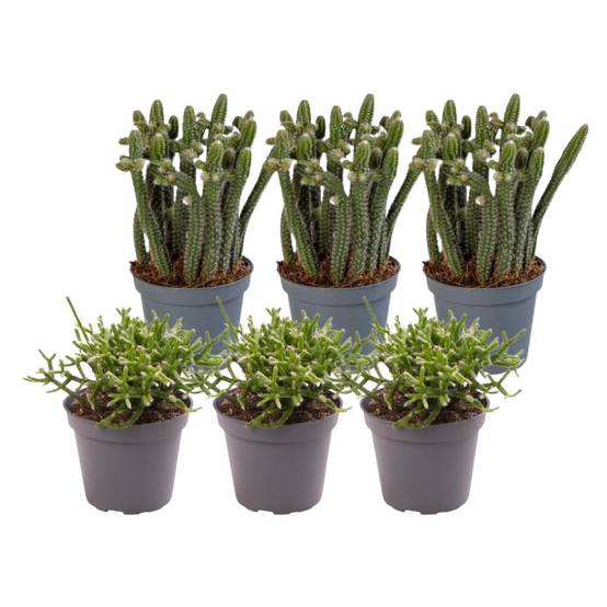 Rhipsalis - Lot de 6 plantes - Coffret cadeau 12cm - Plante d'intérieur- La Green Touch - Image 1