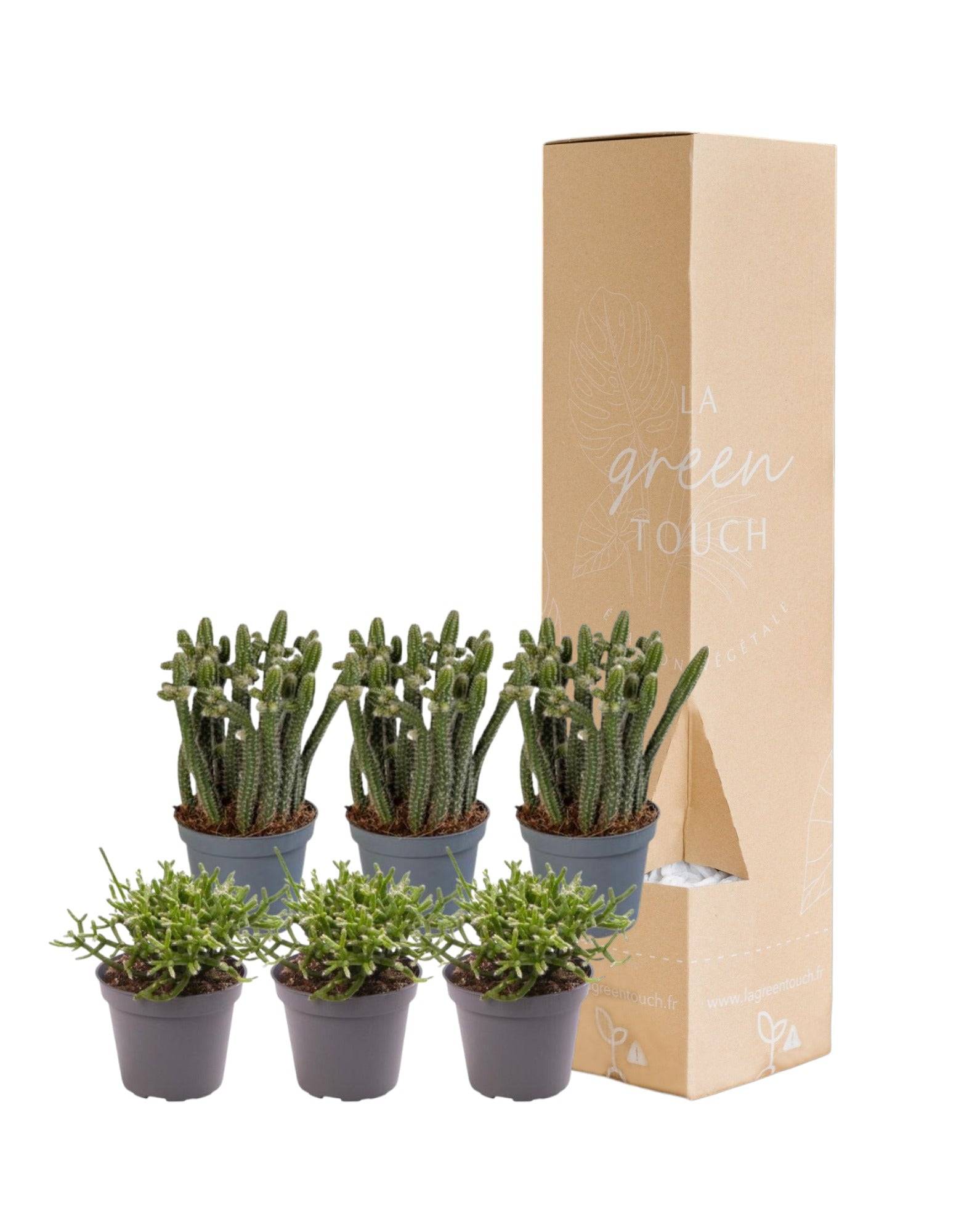 Rhipsalis - Lot de 6 plantes - Coffret cadeau 12cm - Plante d'intérieur- La Green Touch - Image 2