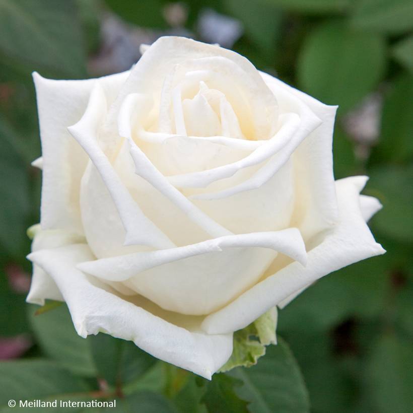 Promesse de Fleurs - Rosier à grandes fleurs Metropolitan Racines nues en motte