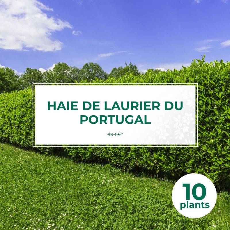 10 Laurier Du Portugal (Prunus Lusitanica) - Haie de Laurier du Portugal -  - Pépinières Naudet - Image 1
