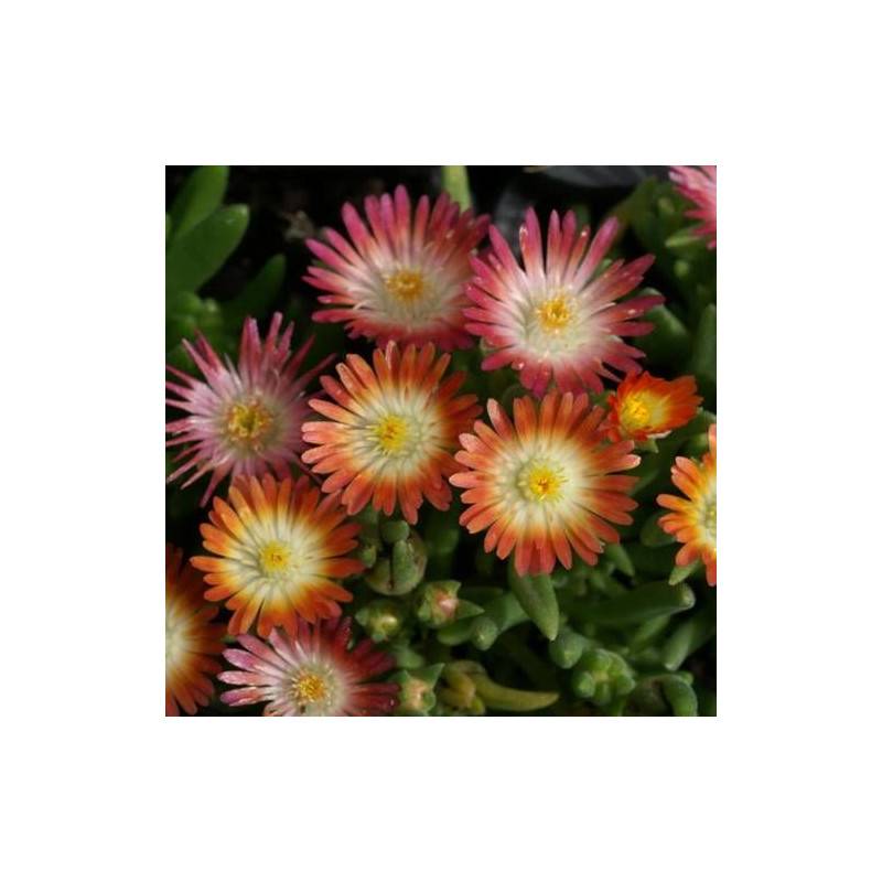 Delosperma Jewel of Desert Ruby®, Pourpier vivace à fleurs Rouge/ - feuillage Persistant - Godet - 5/20 cm - Image 3
