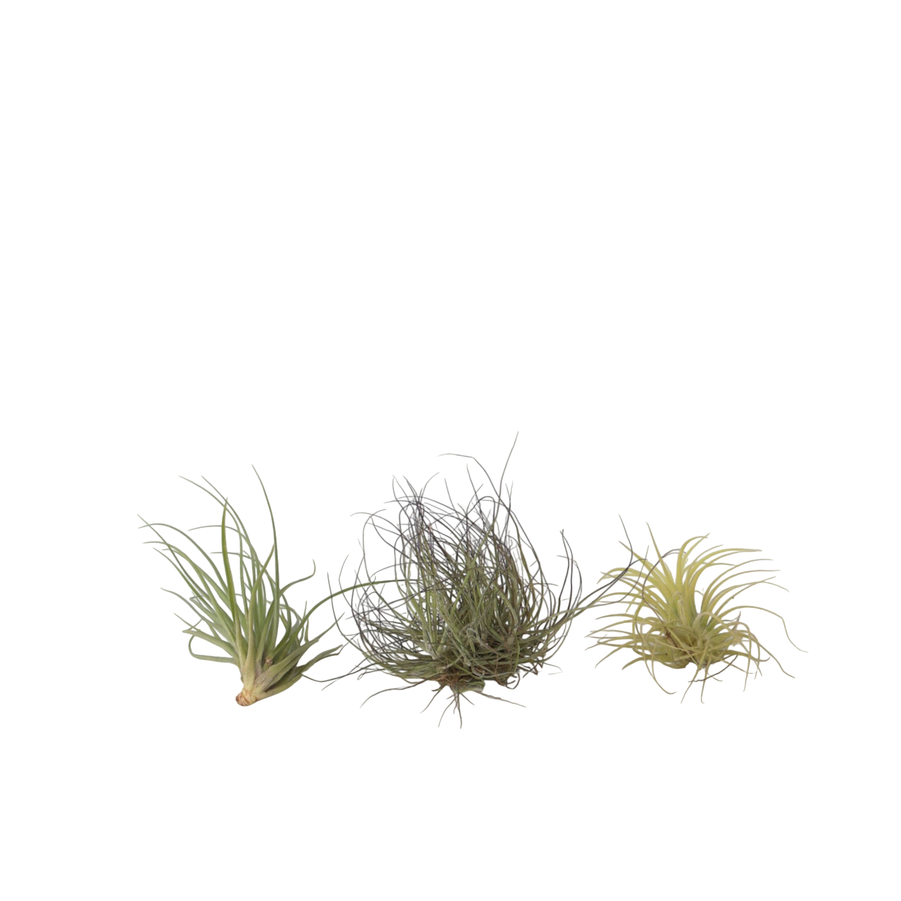 Plant In A Box - Plante aérienne - Set de 3 - Tillandsia - Hauteur 5-15cm - ⌀5cm