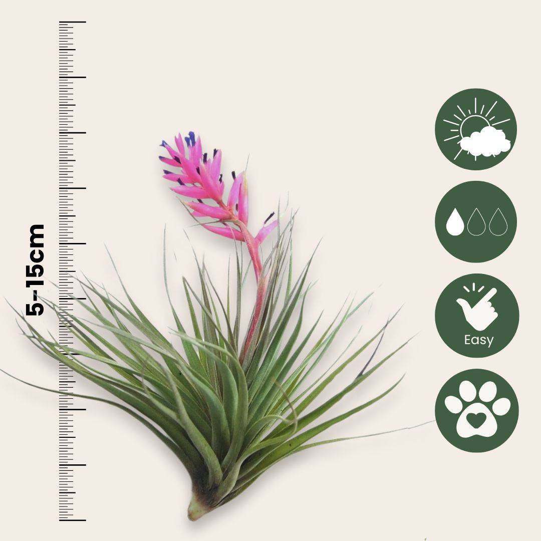 Plant In A Box - Plante aérienne - Set de 3 - Tillandsia - Hauteur 5-15cm - ⌀5cm - Image 5