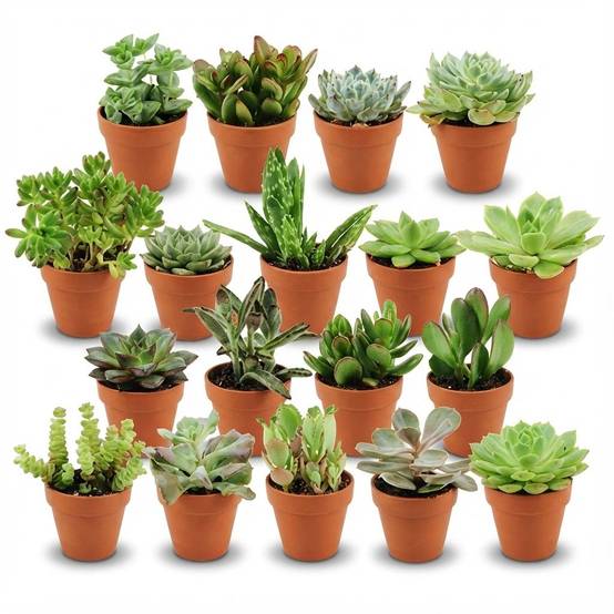 La Green Touch - Mix Mini Succulente - H10cm - Image 7