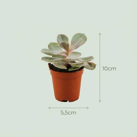 Mix Mini Succulente - H10cm - Image 4