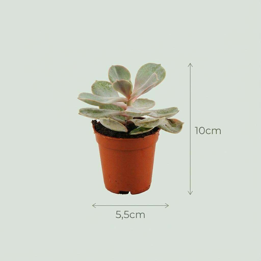 Mix Mini Succulente - H10cm - Image 4