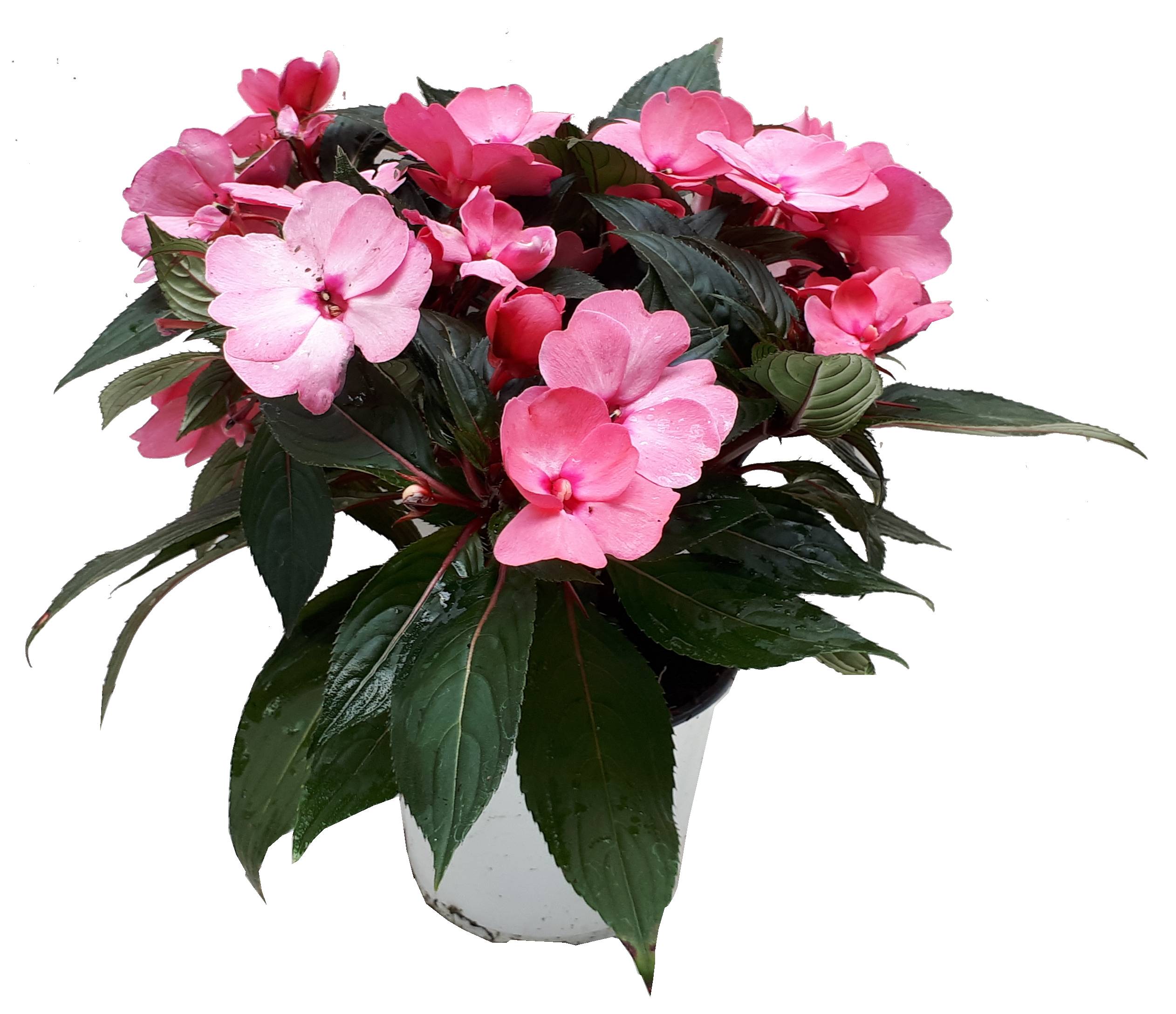 Horti-Flandre - Impatiens de nouvelle guinée rose Pot 13 cm
