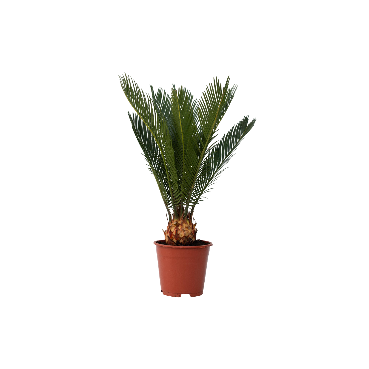 Plant In A Box - Sagou du Japon - Cycas revoluta - Hauteur 45-60cm - ⌀15cm - Image 1