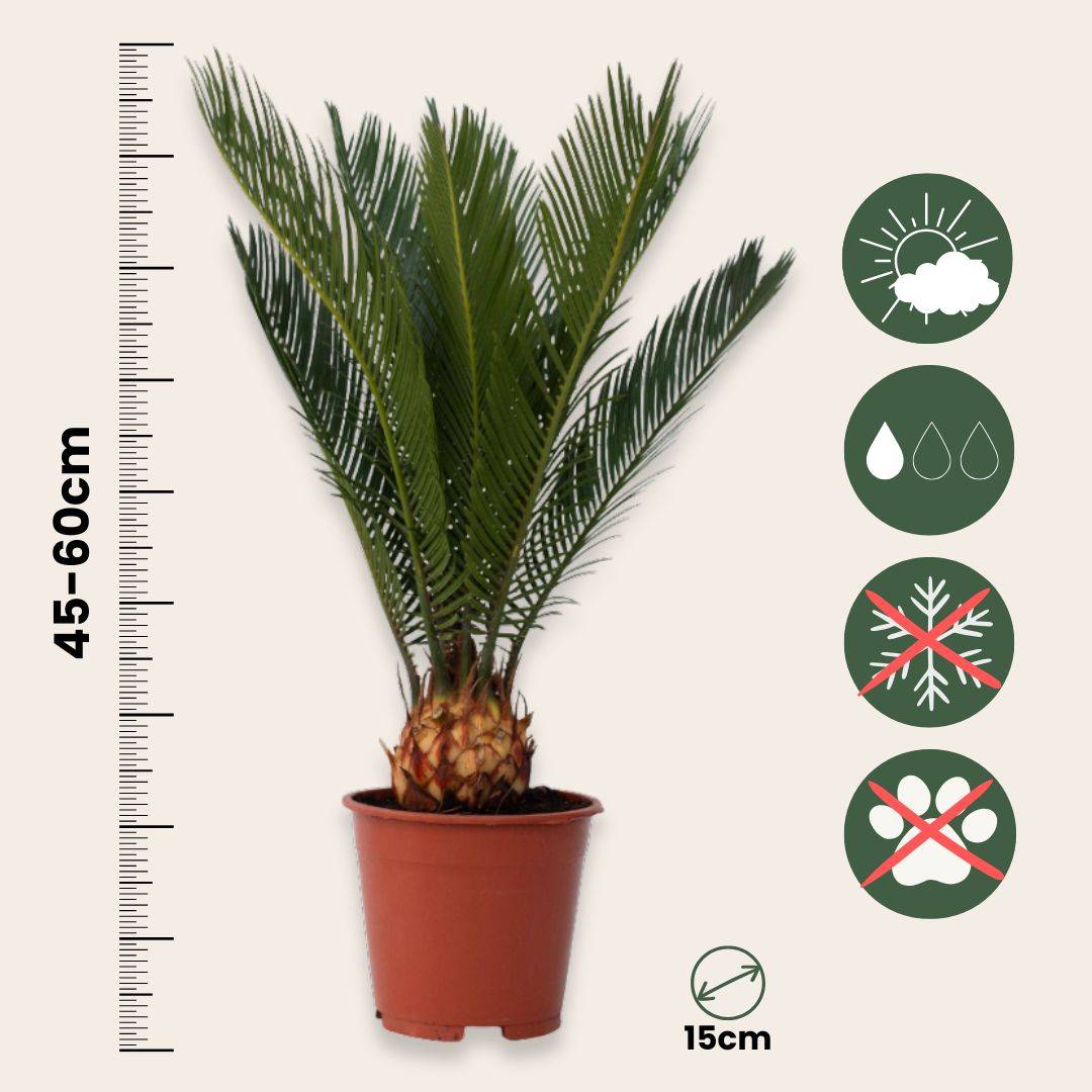 Plant In A Box - Sagou du Japon - Cycas revoluta - Hauteur 45-60cm - ⌀15cm - Image 6