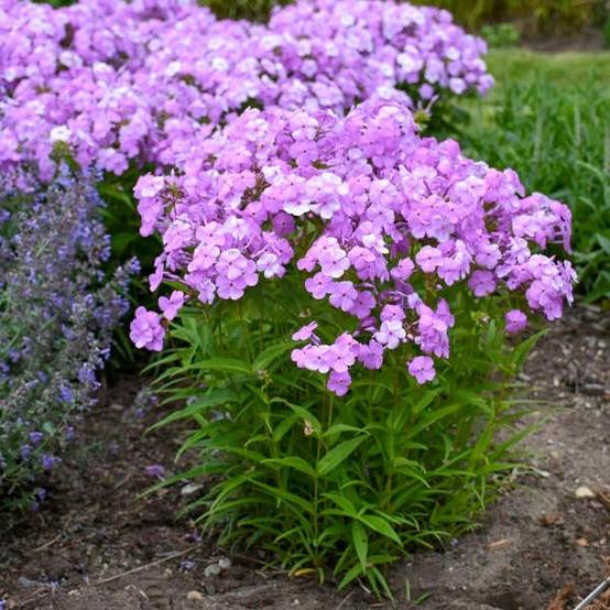 Promesse de Fleurs - Phlox Fashionably Early Flamingo - Phlox hybride Godet de 8/9 cm