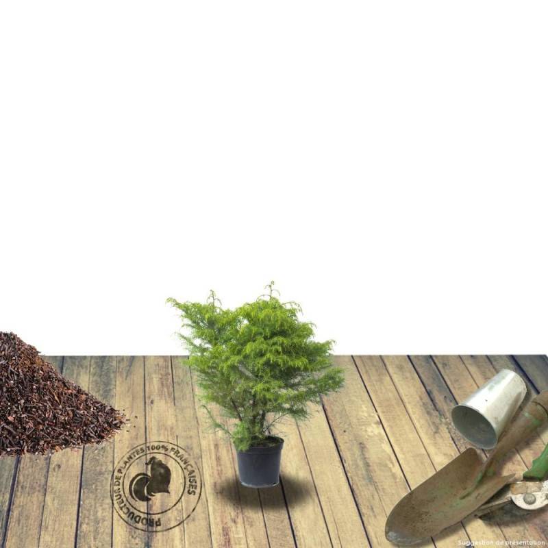 Cèdre du Japon Elegans Viridis, Cryptomeria - Pot de 3L - 20/40 cm - Image 6