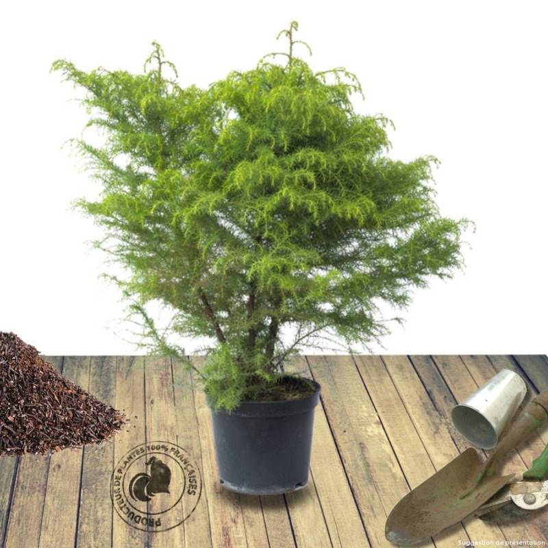 Cèdre du Japon Elegans Viridis, Cryptomeria - Pot de 3L - 20/40 cm - Image 9