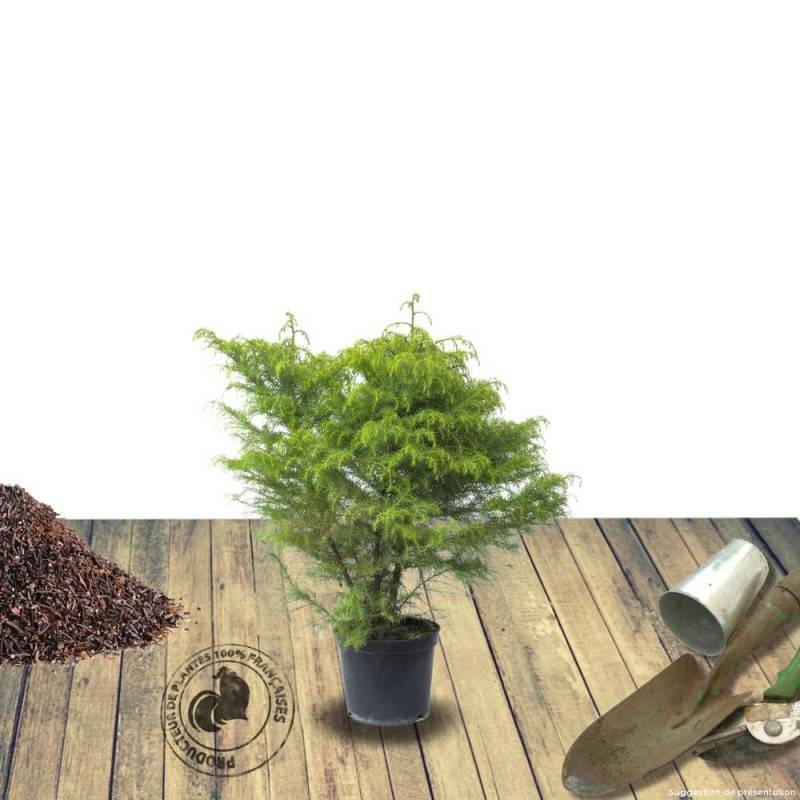 Cèdre du Japon Elegans Viridis, Cryptomeria - Pot de 3L - 20/40 cm - Image 7