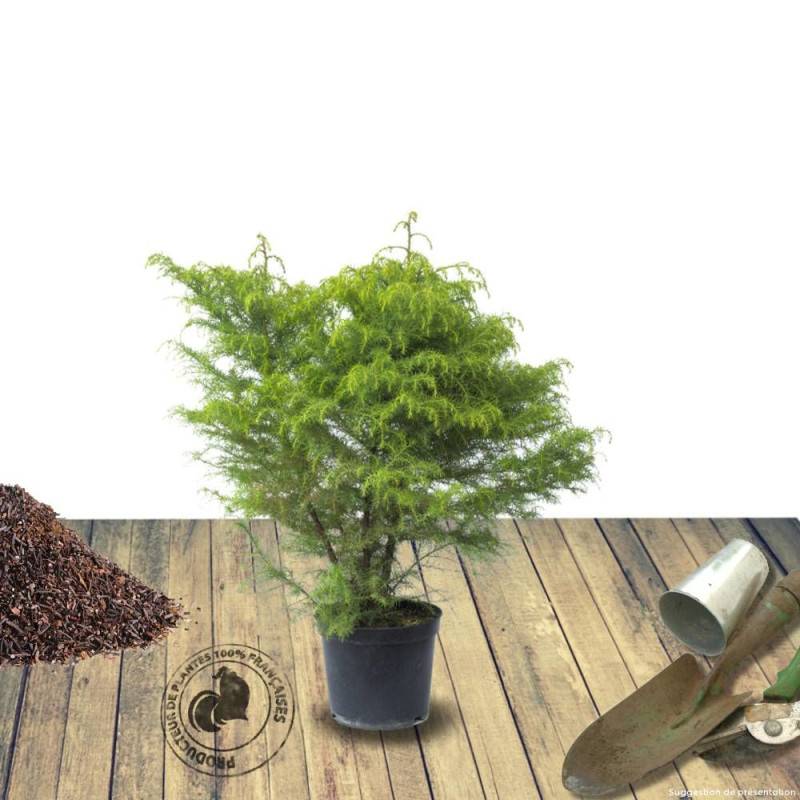 Cèdre du Japon Elegans Viridis, Cryptomeria - Pot de 3L - 20/40 cm - Image 8