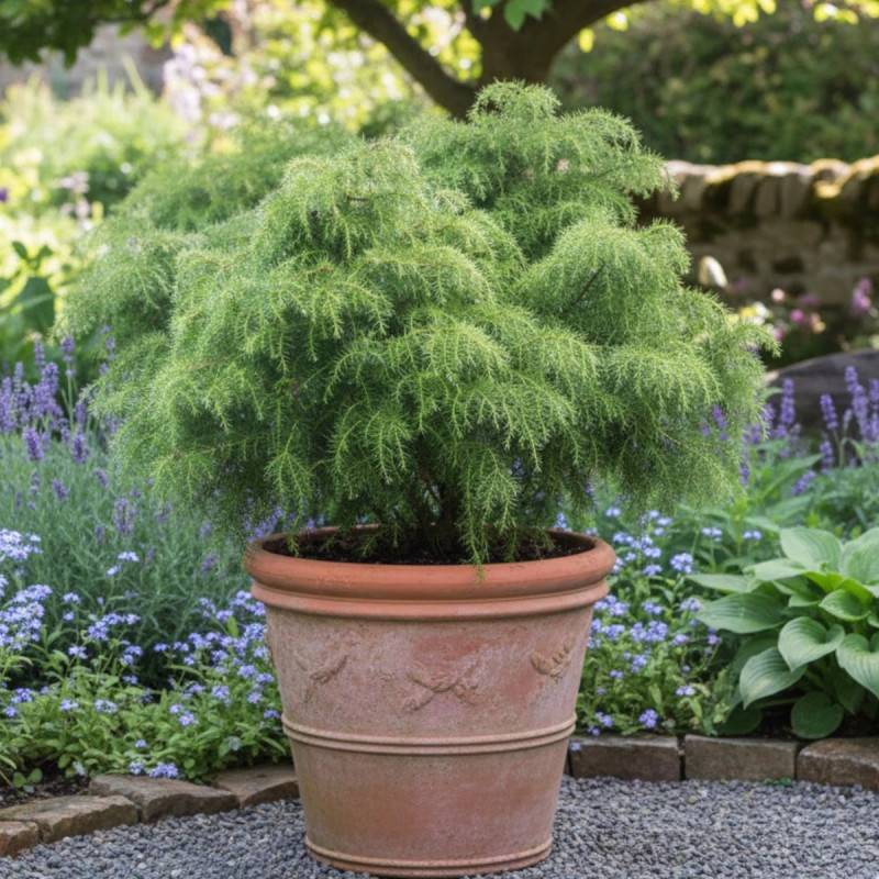 Cèdre du Japon Elegans Viridis, Cryptomeria - Pot de 3L - 20/40 cm - Image 5