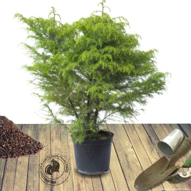 Cèdre du Japon Elegans Viridis, Cryptomeria - Pot de 3L - 20/40 cm - Image 10