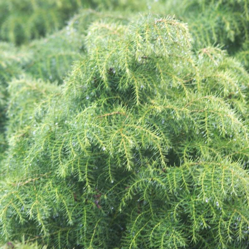 Cèdre du Japon Elegans Viridis, Cryptomeria - Pot de 3L - 20/40 cm - Image 2