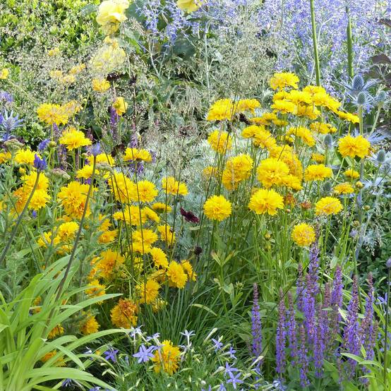 Coreopsis alpinus Early Sunrise Godet de 7/8 cm