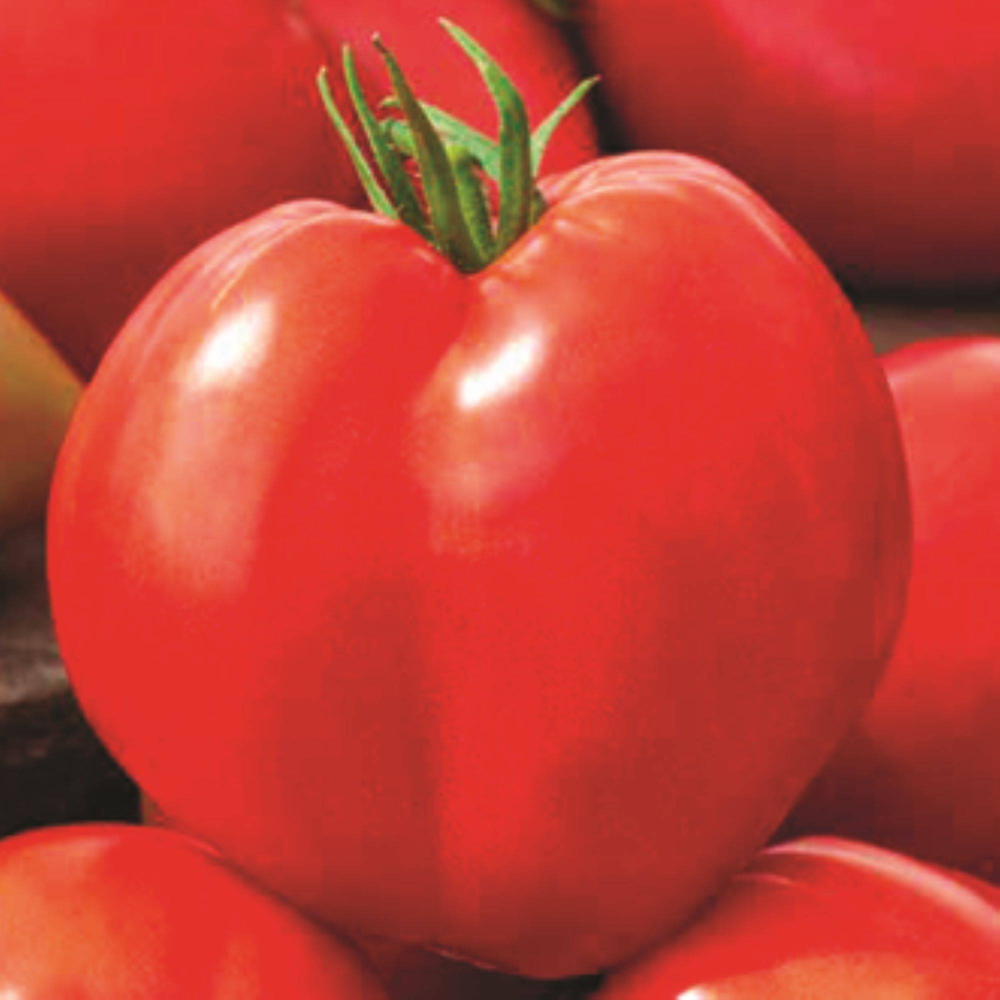 Lot de 4 Plants de tomates greffées  Cœur de Bœuf  pot de 1 litre - Image 1