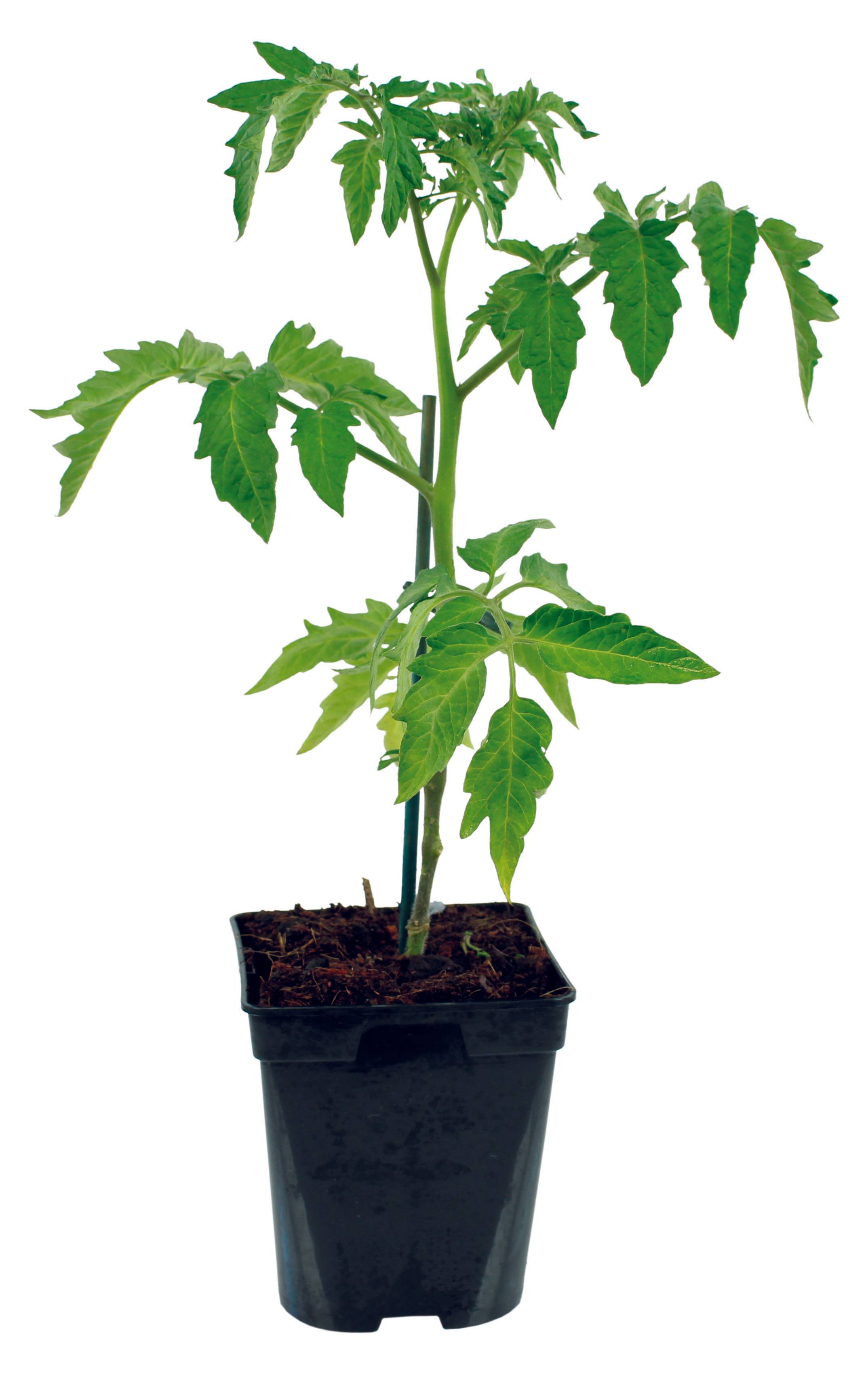 Lot de 4 Plants de tomates greffées  Cœur de Bœuf  pot de 1 litre - Image 2