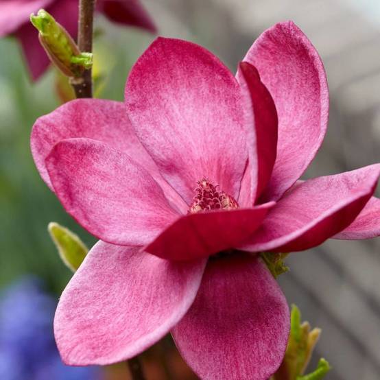 Magnolia de Chine Genie, Magnolia de Soulange à fleurs Rose - feuillage Caduc - Pot de 5L - Touffe- hauteur à maturité De 3,00 m à 5,00 m - Image 7