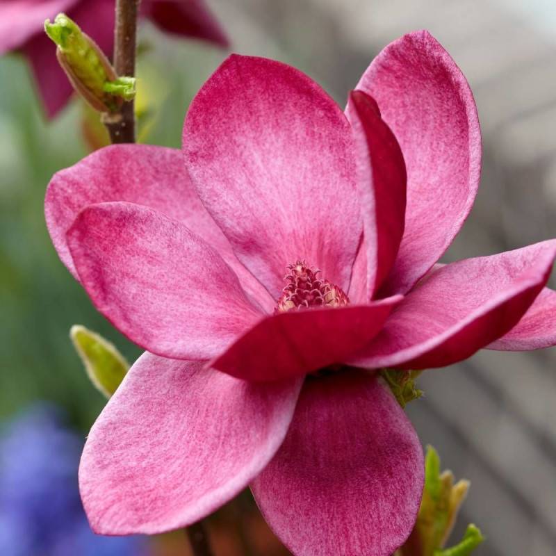 Magnolia de Chine Genie, Magnolia de Soulange à fleurs Rose - feuillage Caduc - Pot de 5L - Touffe-  hauteur à maturité De 3,00 m à 5,00 m - Image 7