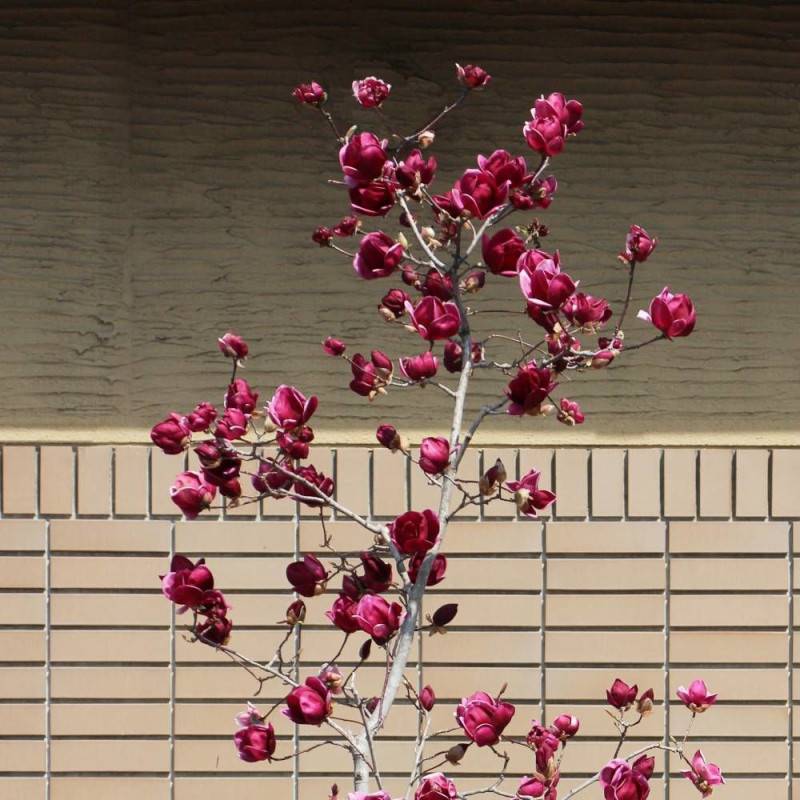 Magnolia de Chine Genie, Magnolia de Soulange à fleurs Rose - feuillage Caduc - Pot de 5L - Touffe-  hauteur à maturité De 3,00 m à 5,00 m - Image 3