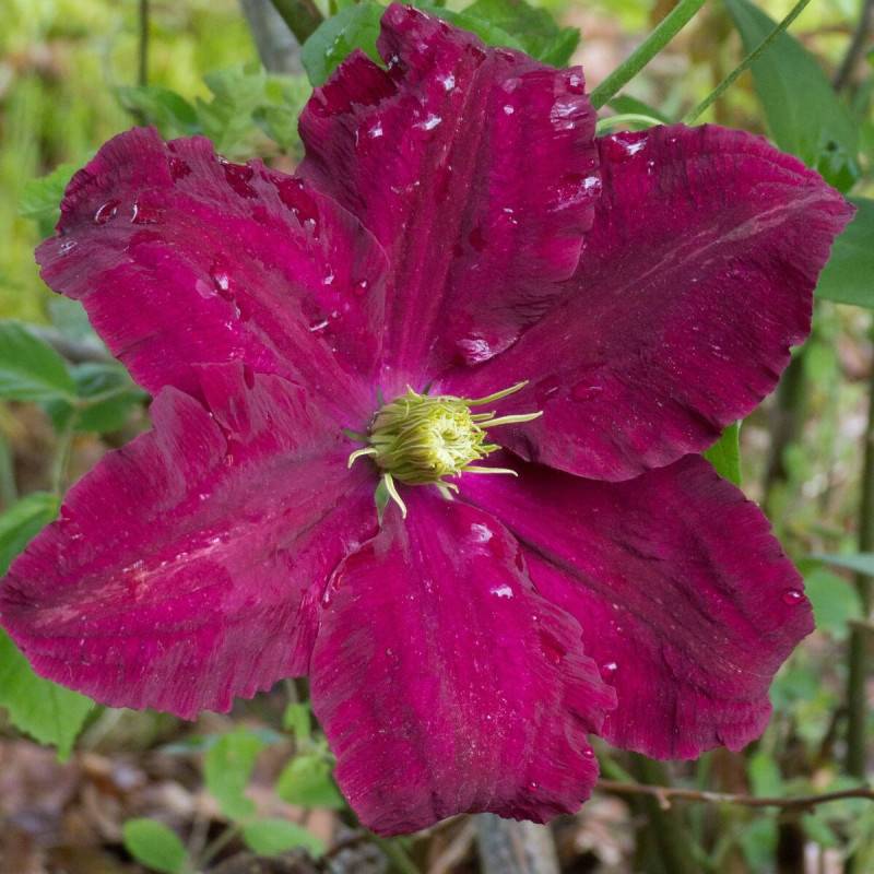 Clématite Niobe à fleurs Rouge - feuillage Caduc - Pot de 3L - Echelle bambou 60/120 cm-  hauteur à maturité De 2,00 m à 2,50 m - Image 1