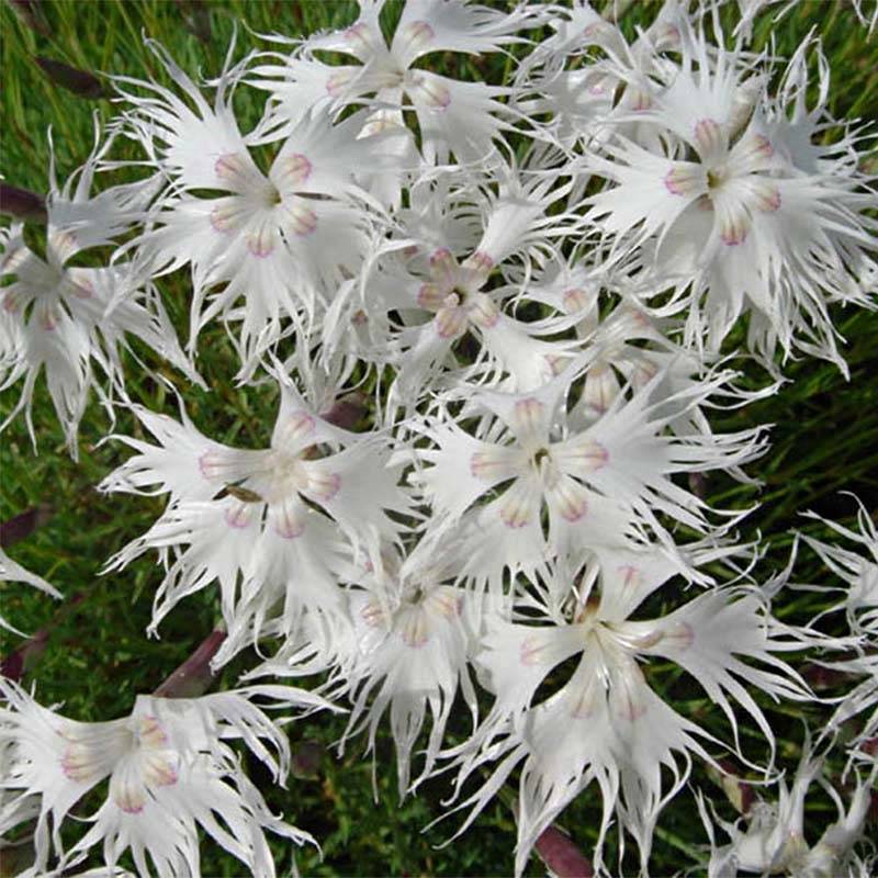 Promesse de Fleurs - Dianthus arenarius - Oeillet des sables Godet de 8/9 cm