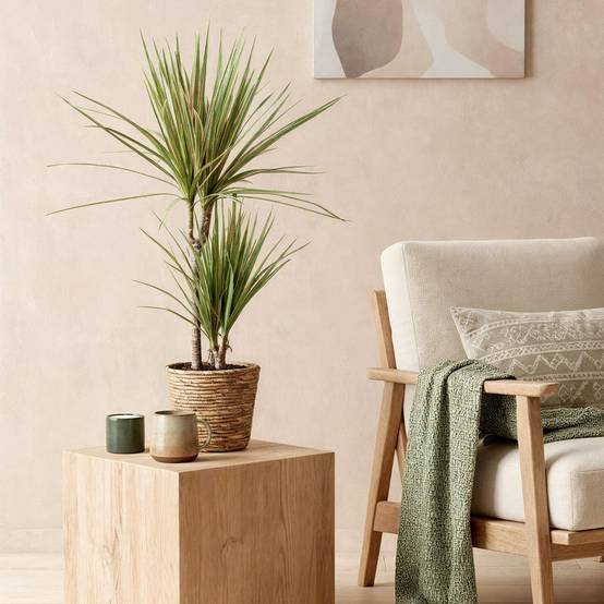 Dracaena Marginata Bicolor - Pot de 17cm - Sans cache-pot - Plantes d'intérieur - Image 4