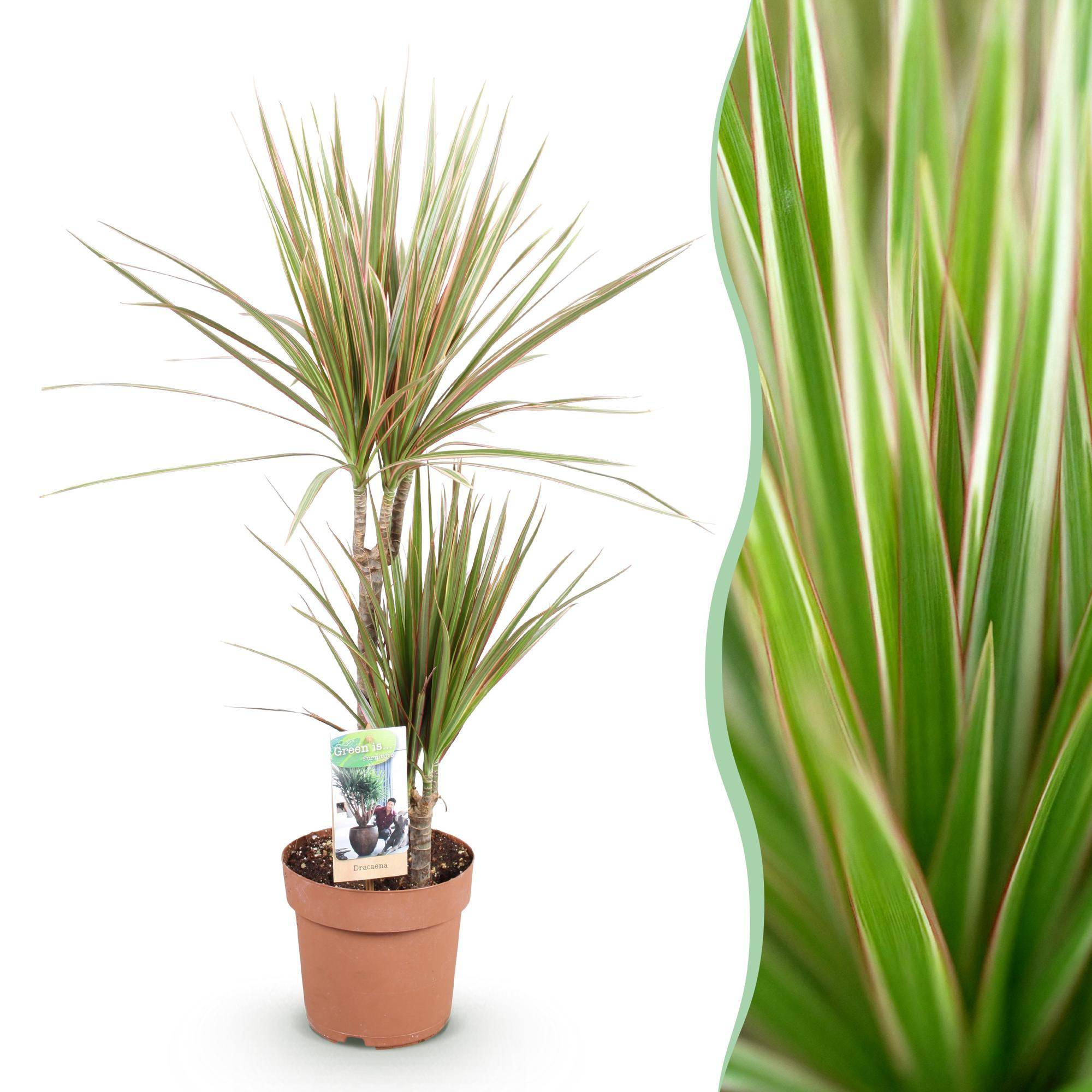 Dracaena Marginata Bicolor - Pot de 17cm - Sans cache-pot - Plantes d'intérieur - Image 1