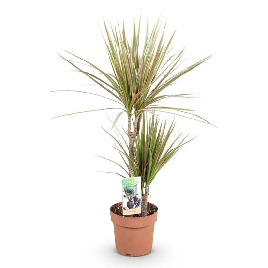 Dracaena Marginata Bicolor - Pot de 17cm - Sans cache-pot - Plantes d'intérieur - Image 2