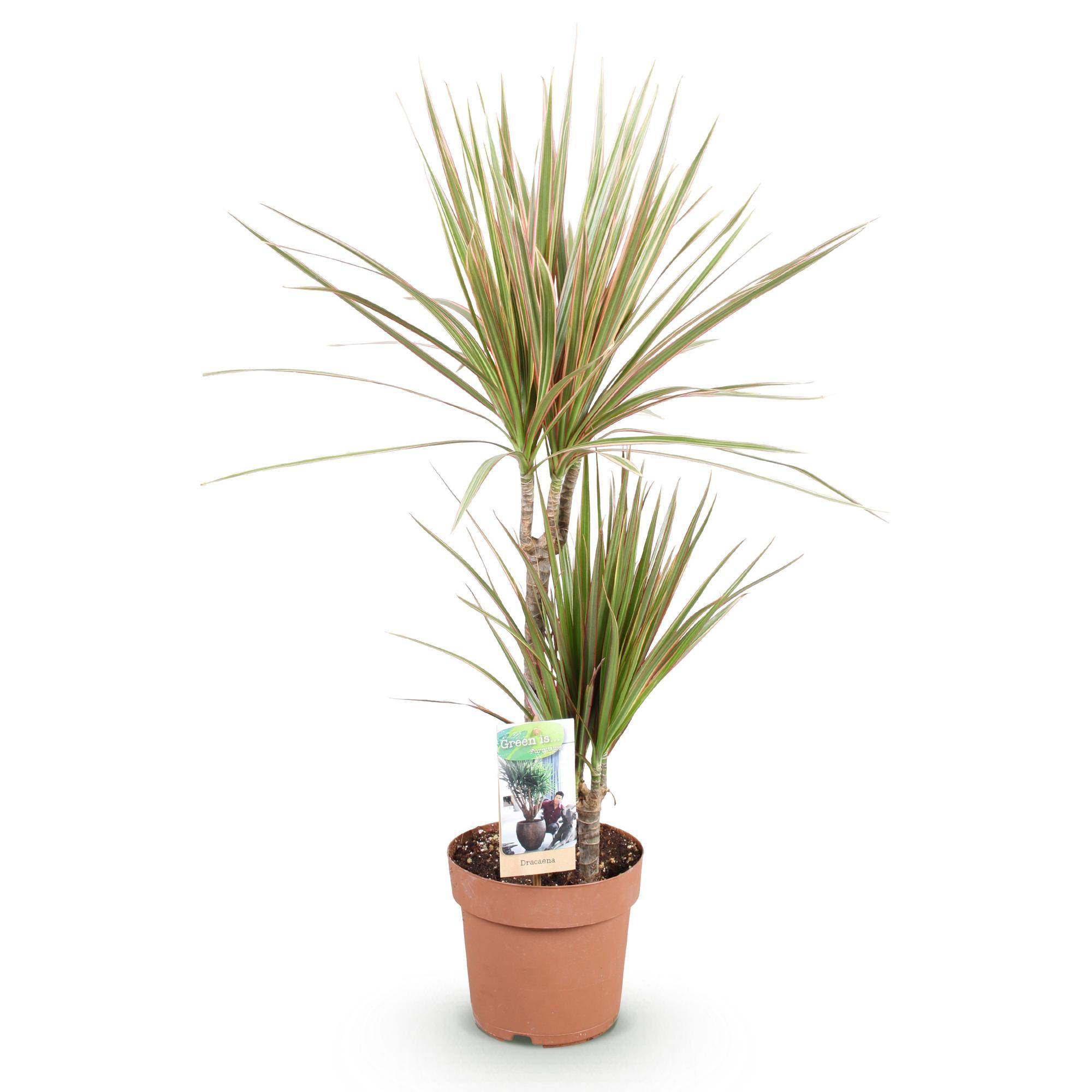 Dracaena Marginata Bicolor - Pot de 17cm - Sans cache-pot - Plantes d'intérieur - Image 2