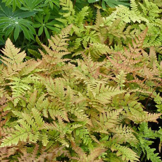 Dryopteris erythrosora - Fougère rose cuivré Pot de 2L/3L