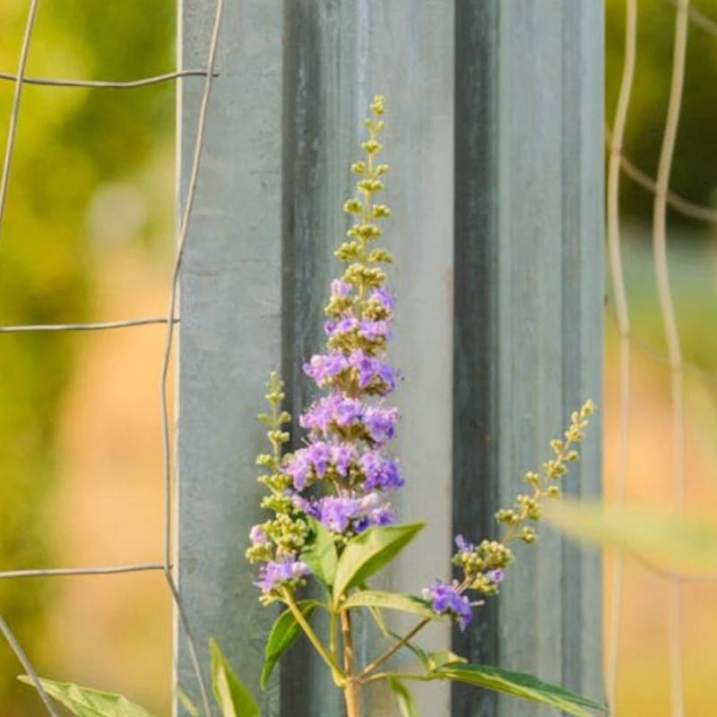 Arbre au poivre Laciniata, Vitex, Gattilier à fleurs Bleue/ - feuillage Caduc - Pot de 3L - 40/60 cm - Image 2