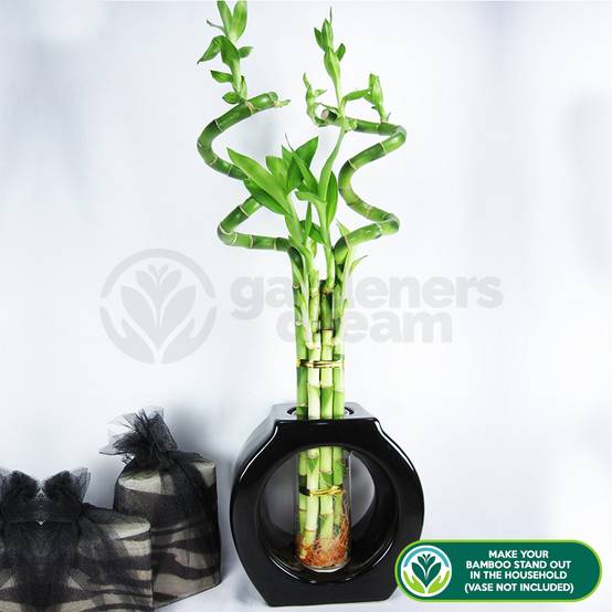 Gardenersdream - Lucky Bambou 40 Cm - 3 Tiges Spiralées - Plante D'Intérieur En Pot Rebord De Fenêtre - GardenersDream - Image 3