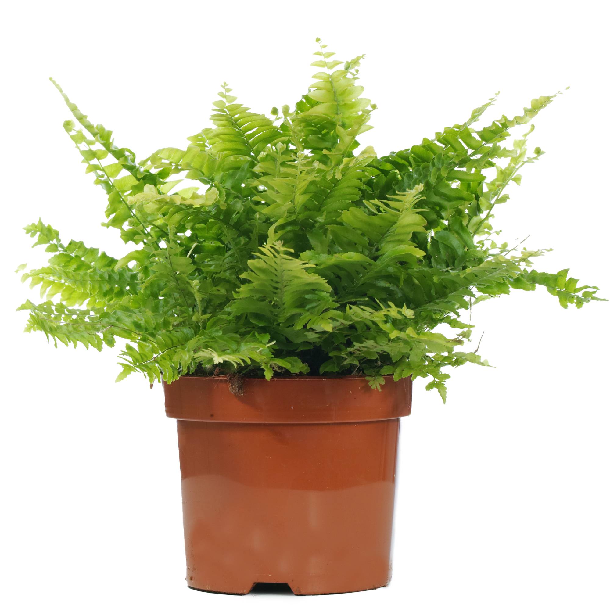 Gardenersdream - Fougère De Boston | Plante D'Intérieur À Feuillage Persistantes De Qualité Supérieure | De 25 À 35 Cm (Pot Inclus) - GardenersDream - Image 2