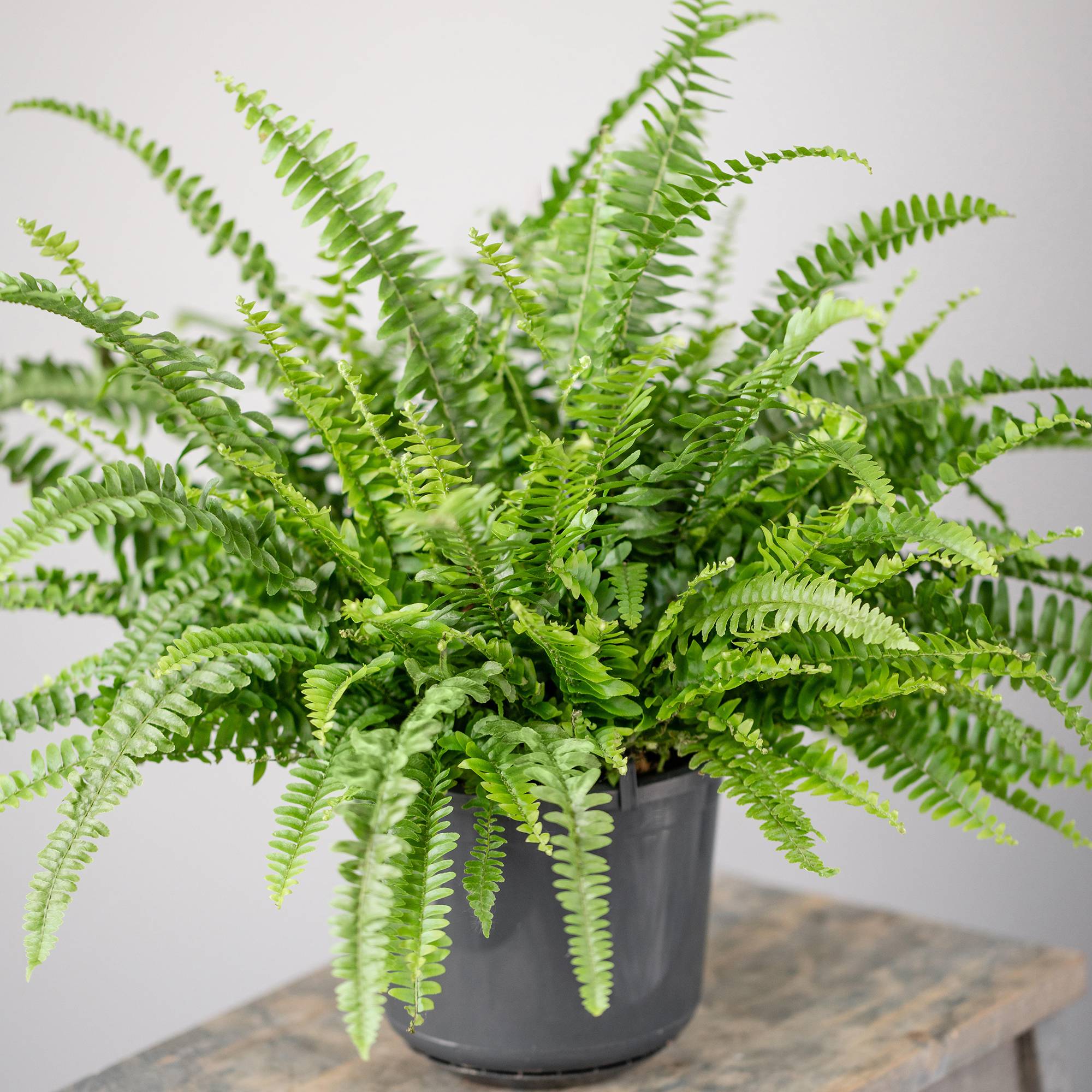 Gardenersdream - Fougère De Boston | Plante D'Intérieur À Feuillage Persistantes De Qualité Supérieure | De 25 À 35 Cm (Pot Inclus) - GardenersDream - Image 1