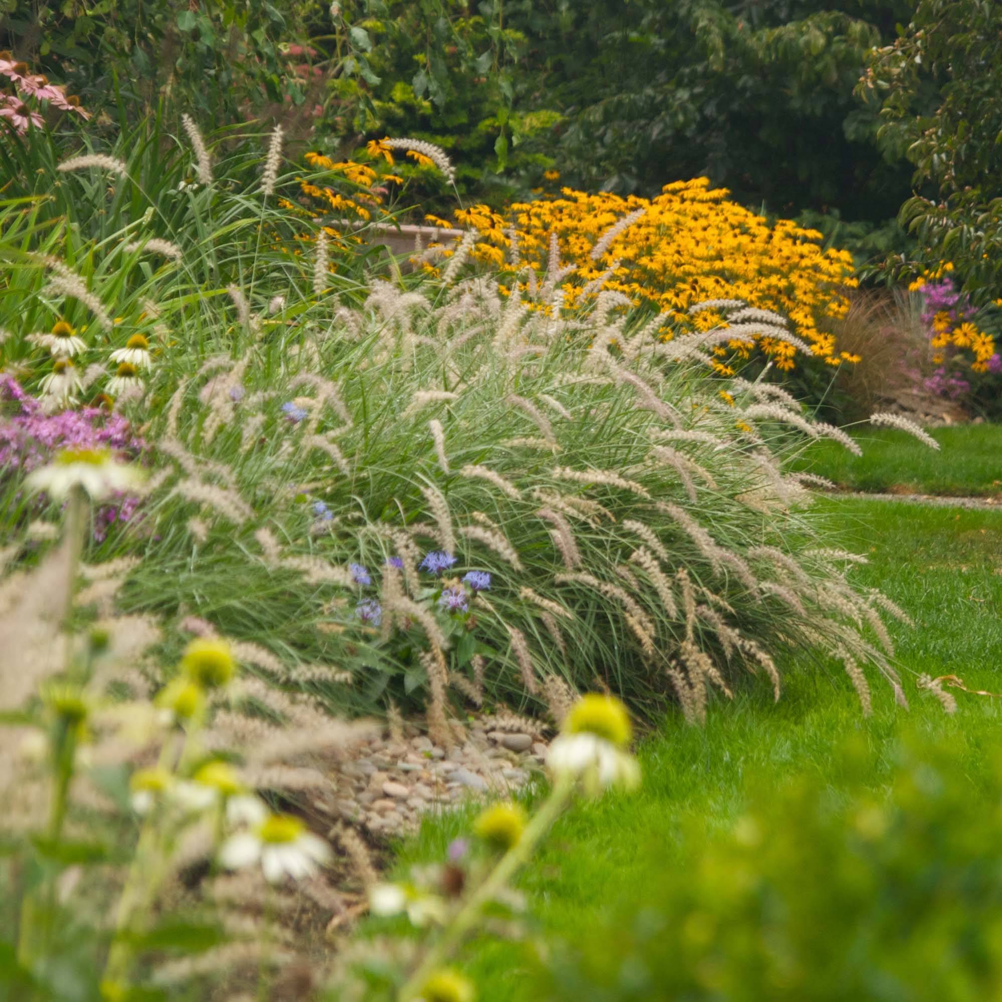 Promesse de Fleurs - Pennisetum orientale Shogun - Herbe aux écouvillons Godet de 8/9 cm