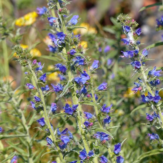 Promesse de Fleurs - Graines de Vipérine commune - Echium vulgare le sachet de 150 graines environ (0,5g)