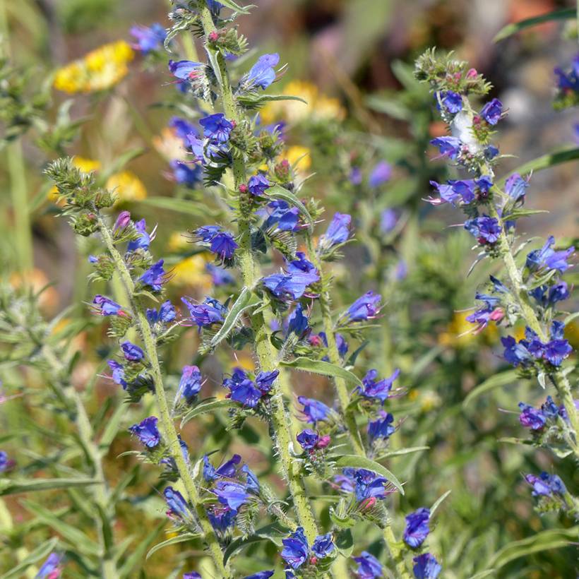 Promesse de Fleurs - Graines de Vipérine commune - Echium vulgare le sachet de 150 graines environ (0,5g)