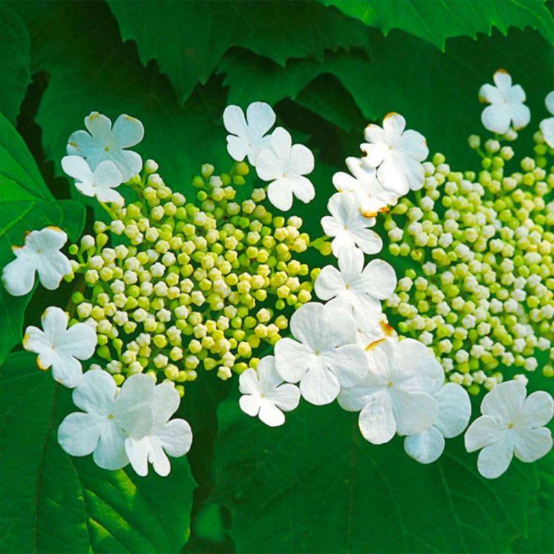 Viorne obier (Viburnum opulus) - Godet - Taille 13/25cm - Pépinières Naudet - Image 2