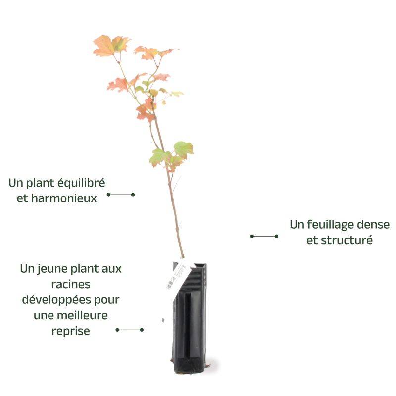 Viorne obier (Viburnum opulus) - Godet - Taille 13/25cm - Pépinières Naudet - Image 4