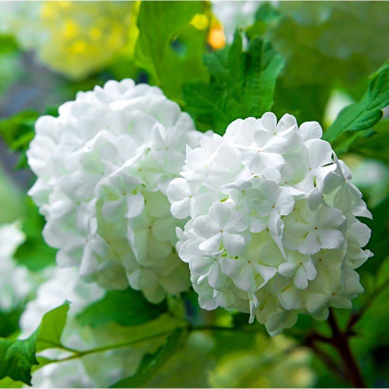 Viorne obier (Viburnum opulus) - Godet - Taille 13/25cm - Pépinières Naudet