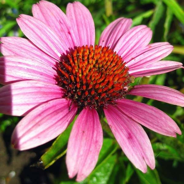 Echinacea purpurea Little Magnus - Echinacée Godet de 8/9 cm