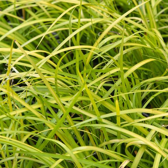 Acorus gramineus Licorice - Jonc japonais Pot de 1,5L/2L