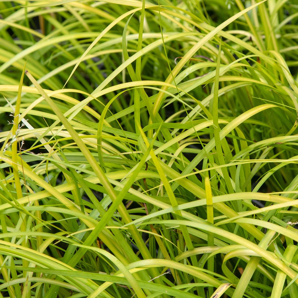 Acorus gramineus Licorice - Jonc japonais Pot de 1,5L/2L